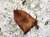 Archips podana